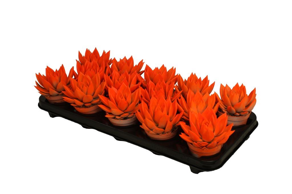 Echeveria colored orange 11cm 8.5cm Pot