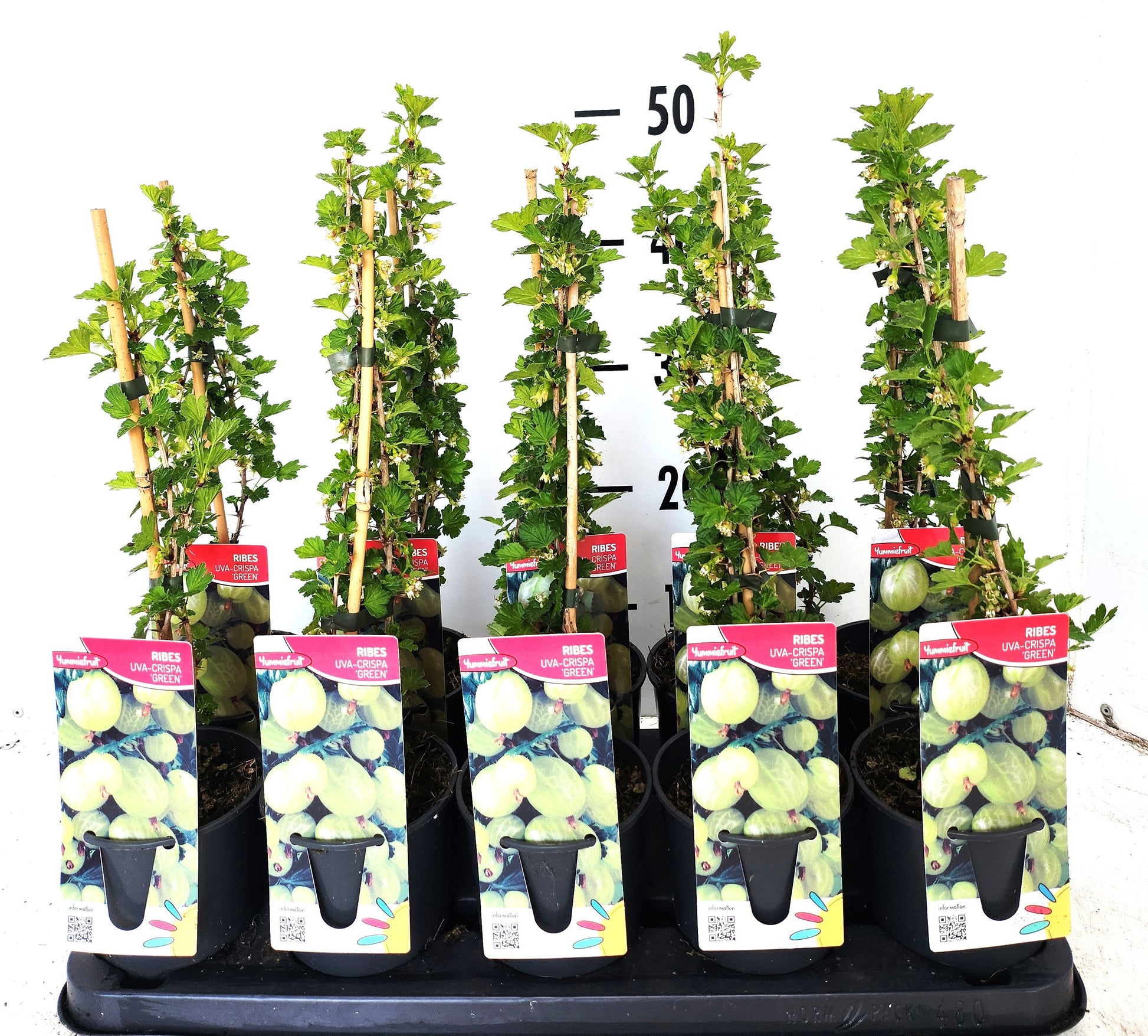 Ribes Hinnonmaki Green 50cm 12cm Pot