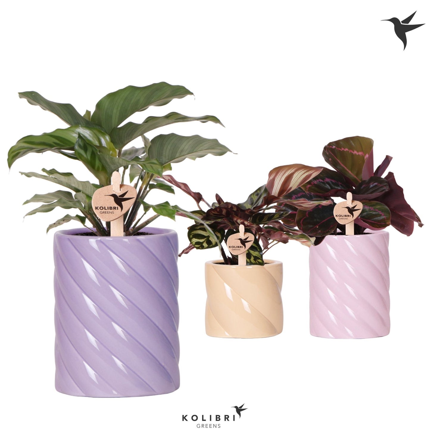Calathea mix 28cm 9cm Pot