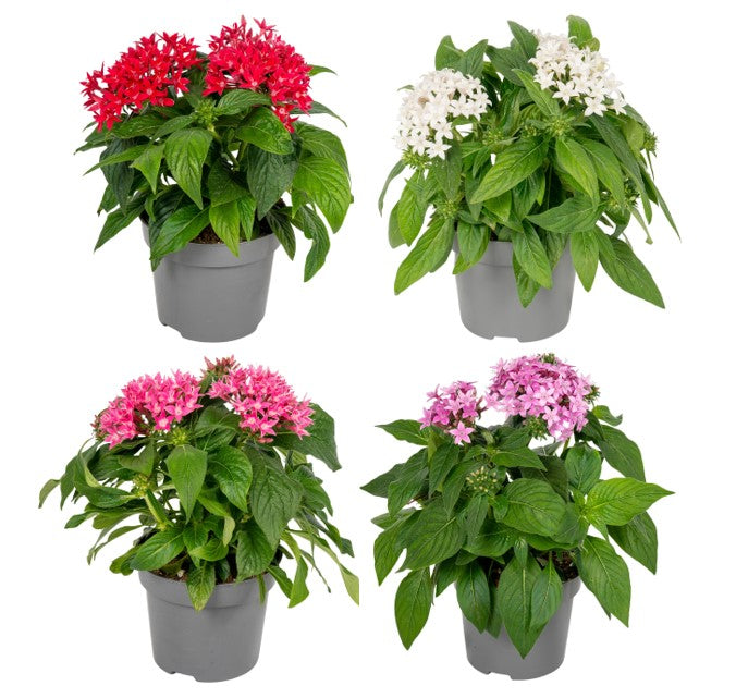 Pentas New Look 25cm 13cm Pot
