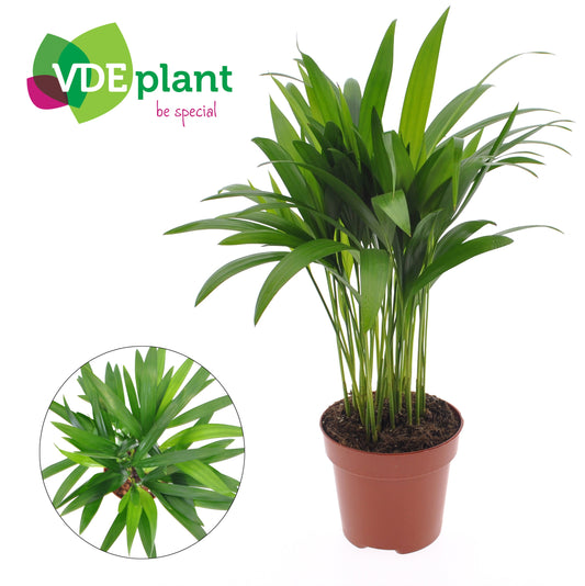 Dypsis lutescens 40cm 12cm Pot