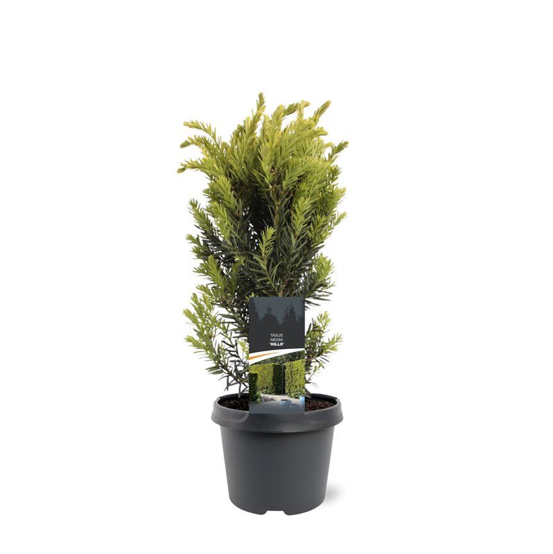 Taxus media Hillii 55cm 19cm Pot