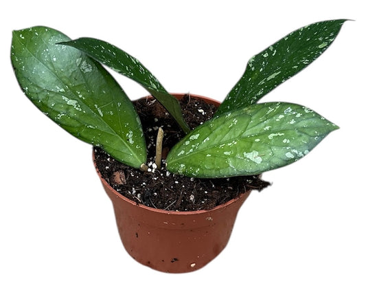 Hoya australis 15cm 510cm Pot