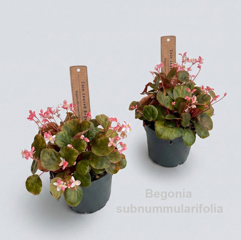 Begonia rex 20cm 12cm Pot