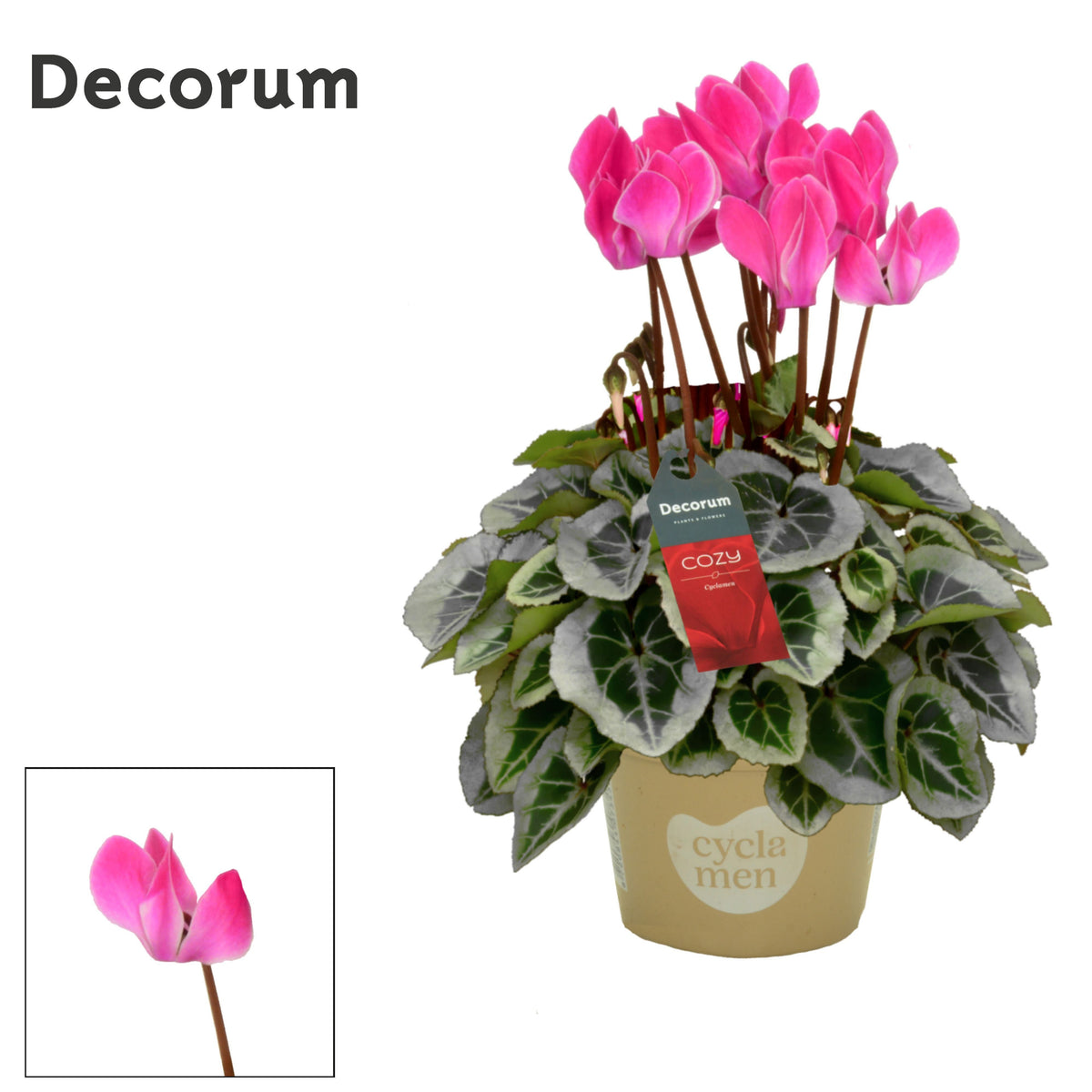 Cyclamen Picasso 25cm 10.5cm Pot