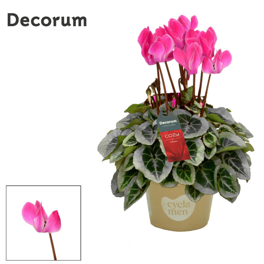 Cyclamen Picasso 25cm 10.5cm Pot