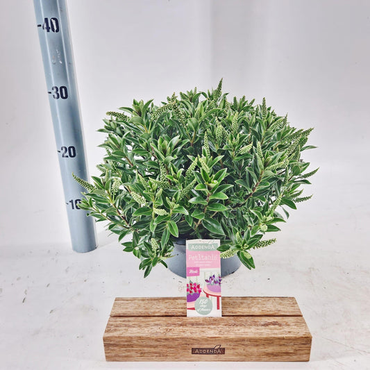 Hebe Celebration 20cm 23cm Pot