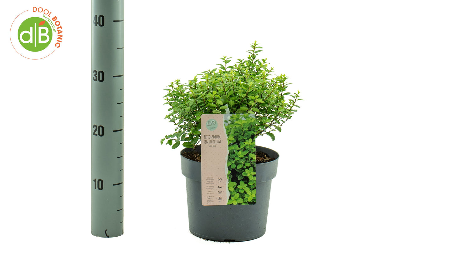 Pittosporum tenuifolium Gold Ball 25cm 19cm Pot