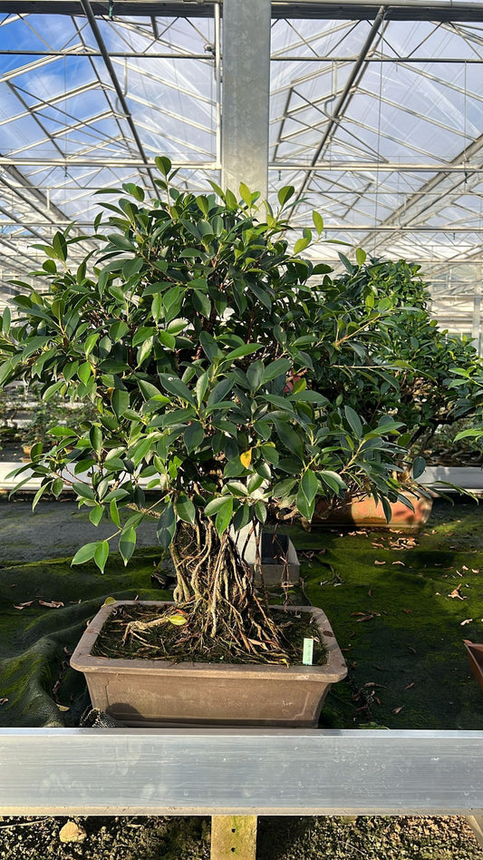 Bonsai Mix 80cm 40cm Pot