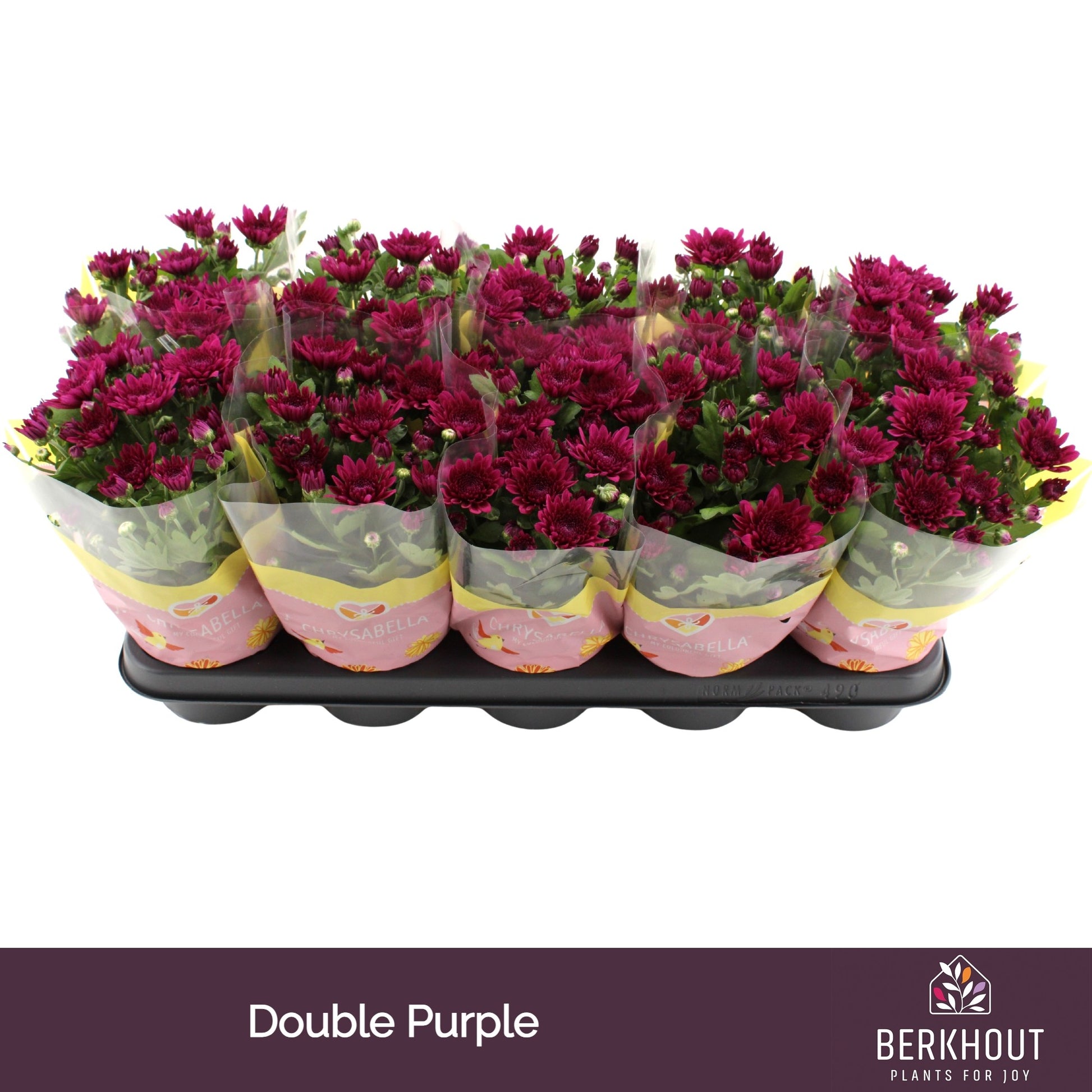 Chrysanthemum Mount Tourmalet 23cm 12cm Pot