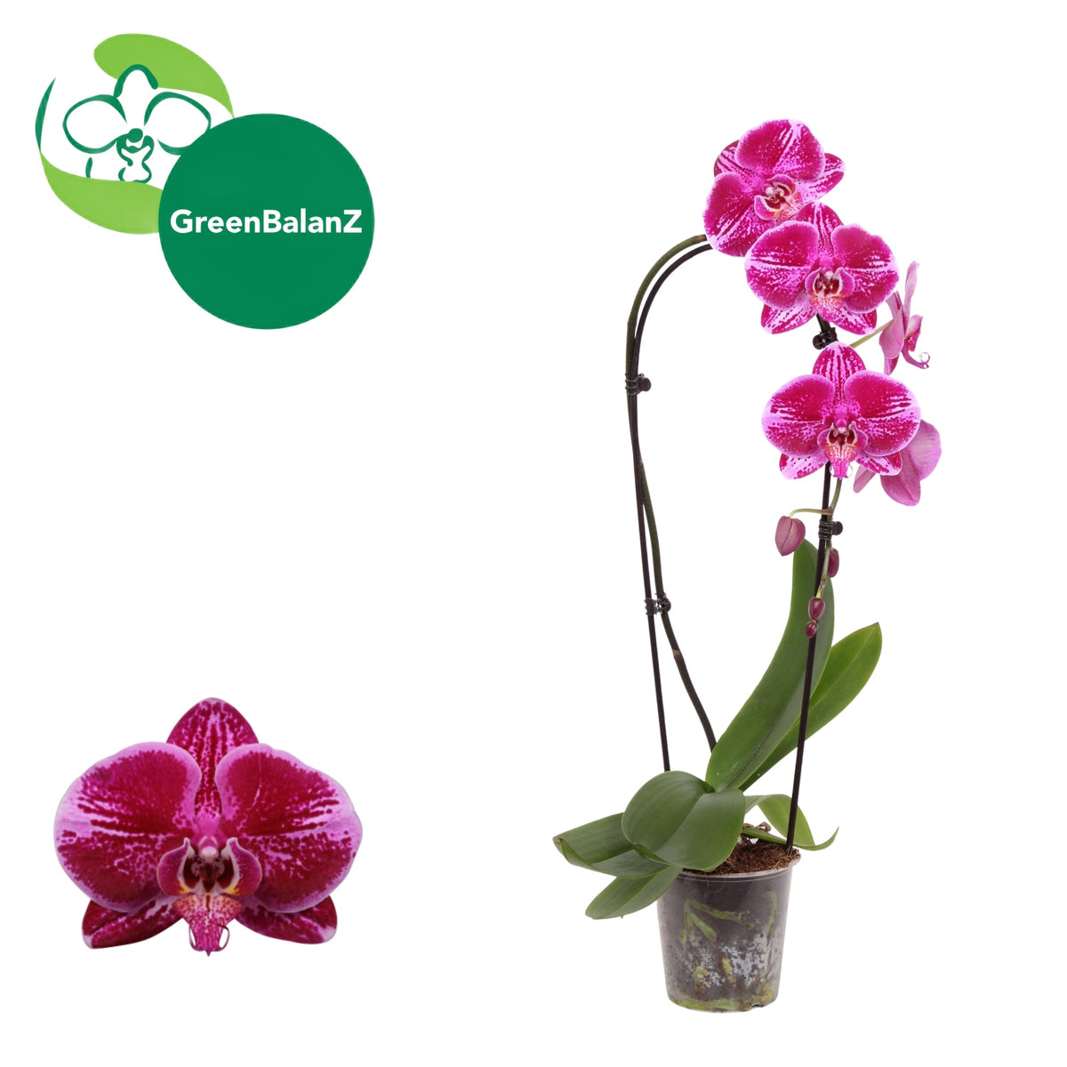 Phalaenopsis Elegant cascade 65cm 12cm Pot