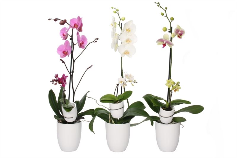 Phalaenopsis mix 60cm 12cm Pot