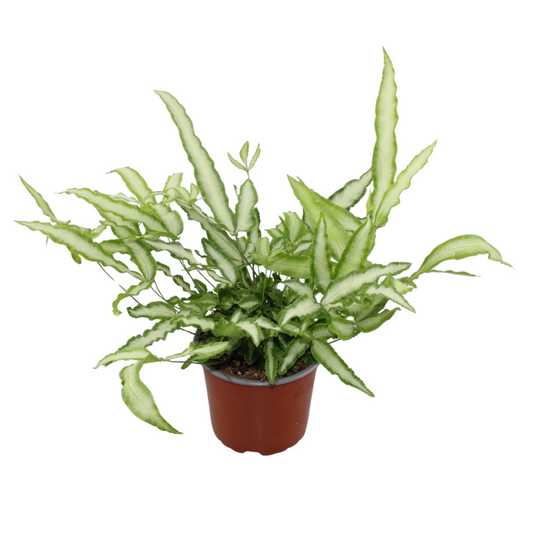Pteris Albolineata 28cm 12cm Pot