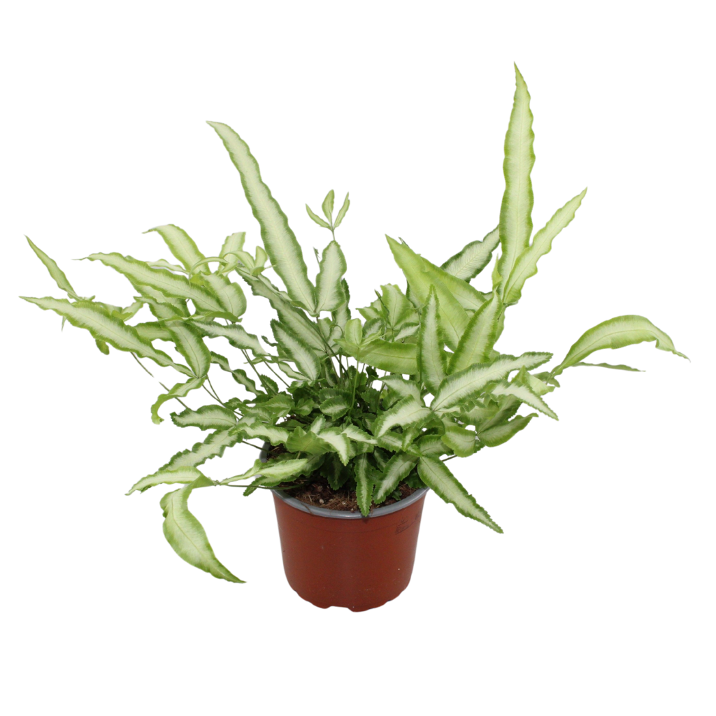 Jongenotter Potpl.kwekerij, Willem Pteris Albolineata Pack of 10