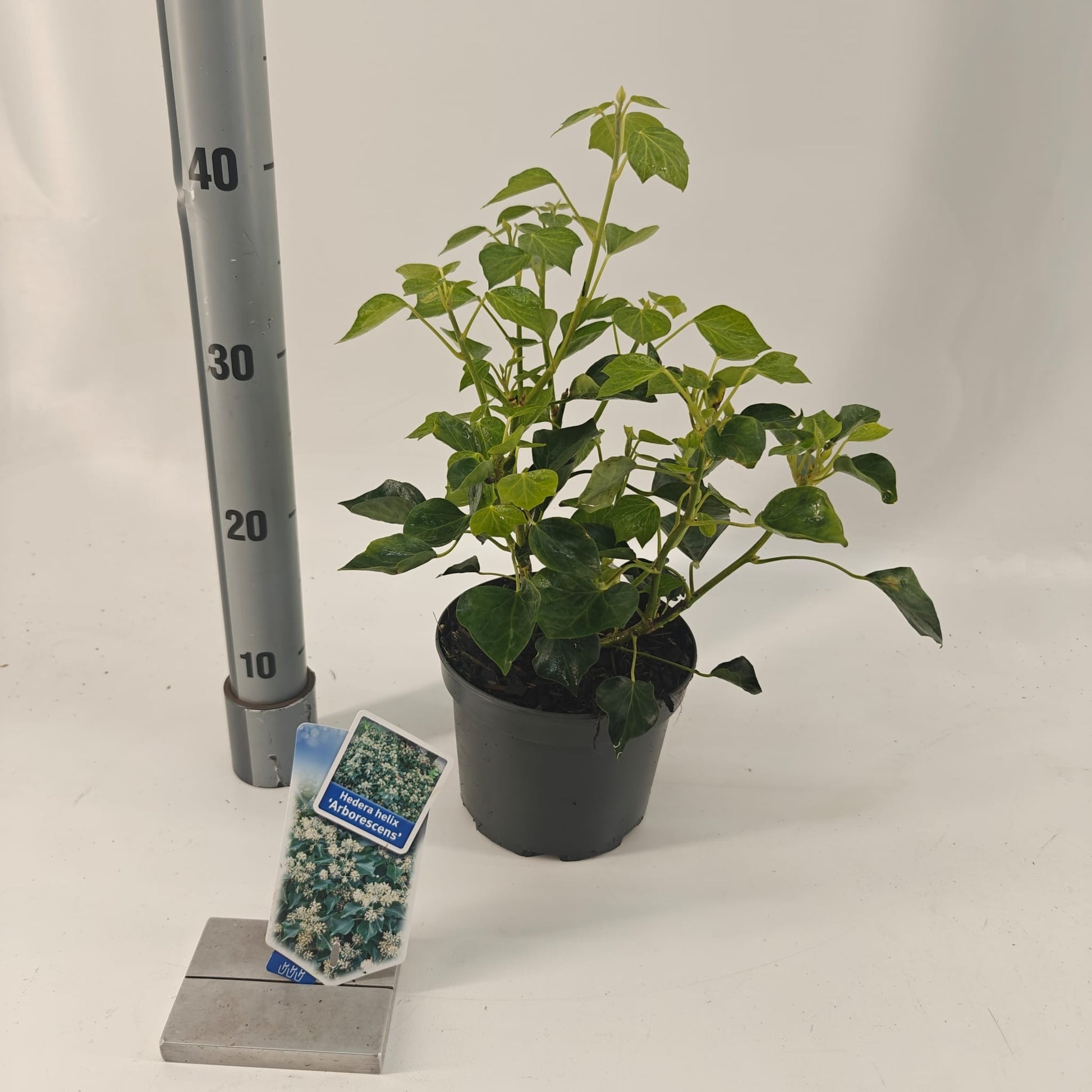 Hedera helix Arborescens 17cm Pot