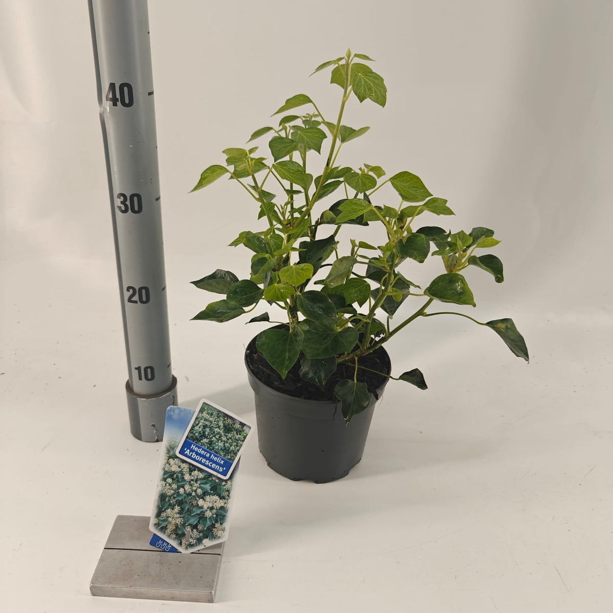 About Plants Zundert BV Hedera helix Arborescens Pack of 1