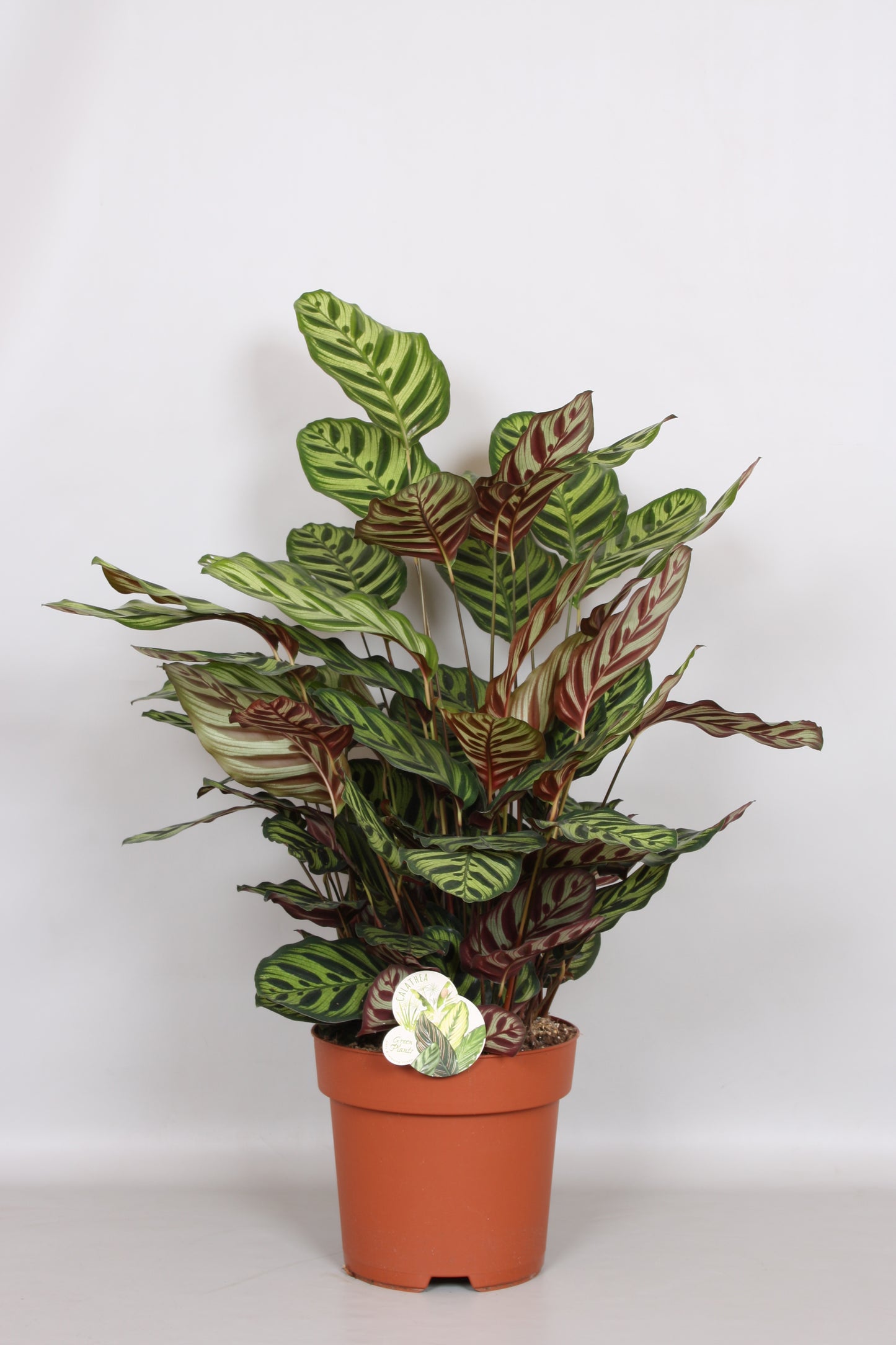 Calathea makoyana 80cm 24cm Pot