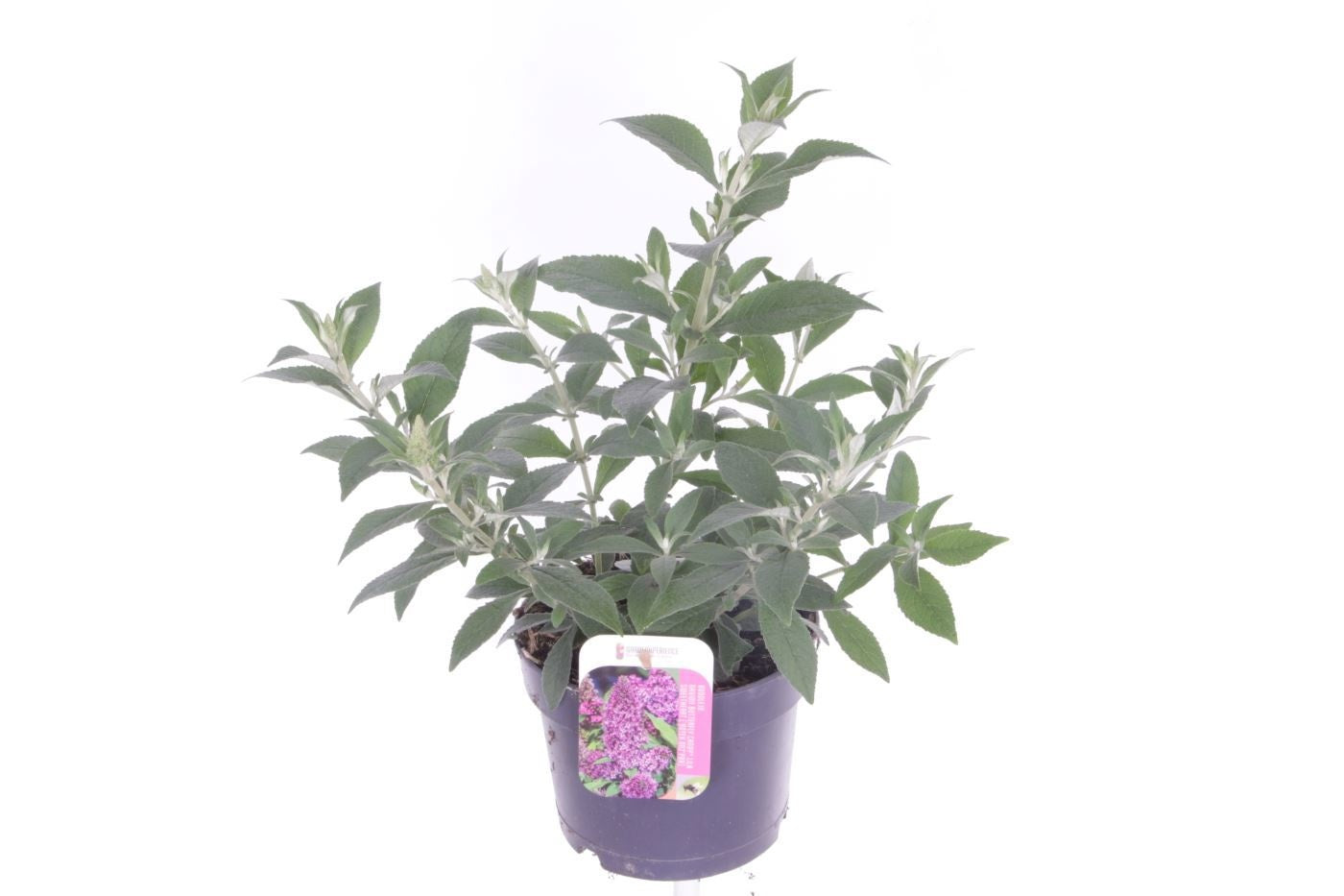 Buddleja Butterfly Candy mix 45cm 17cm Pot