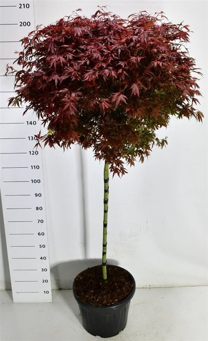 Bloemenkampen BV, Hkw. de Acer Shaina Pack of 1