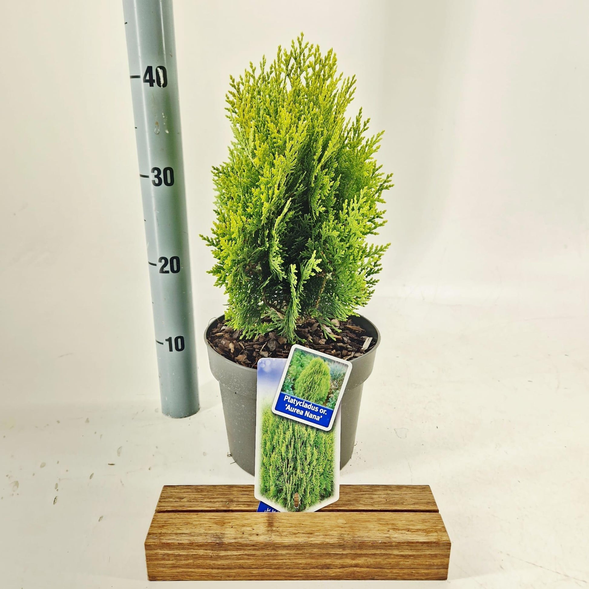 Thuja occidentalis 40cm 19cm Pot
