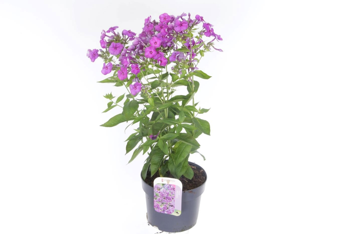 Phlox pan. Purple Flame 55cm 17cm Pot
