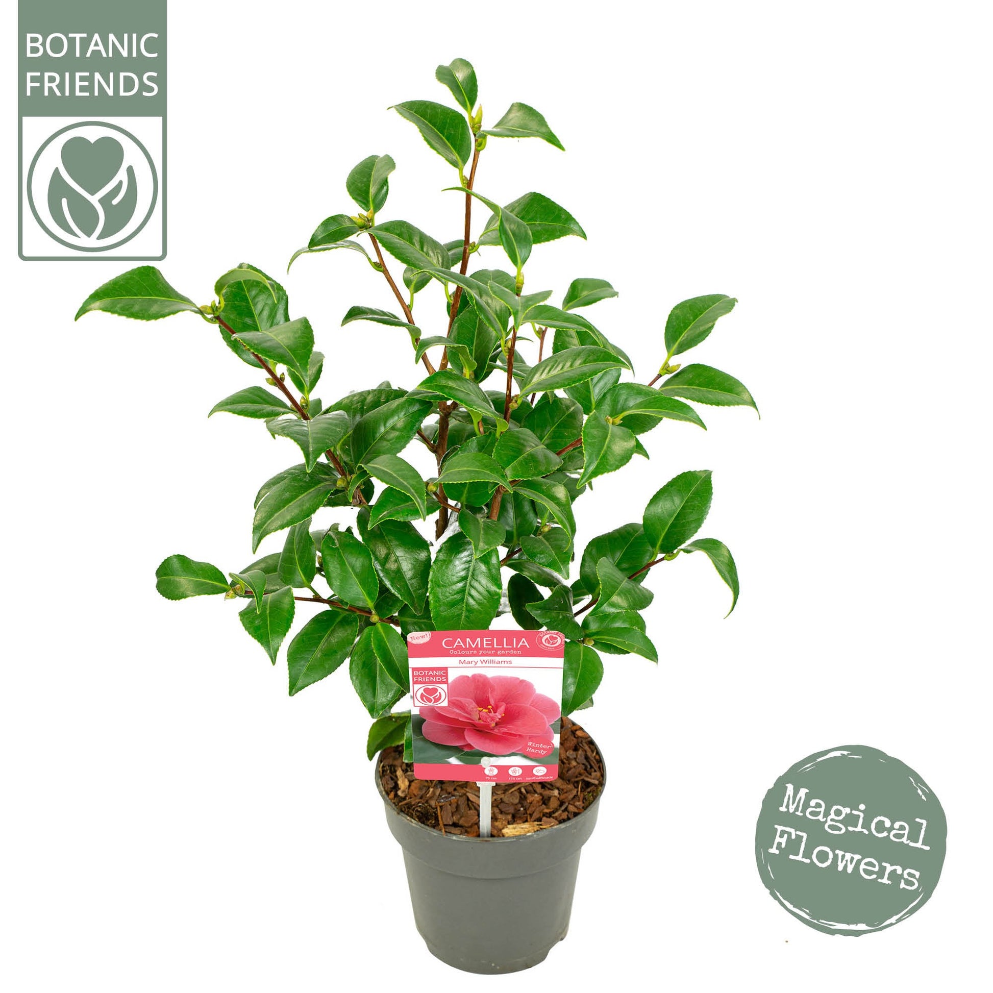 Camellia Mary Williams 45cm 15cm Pot