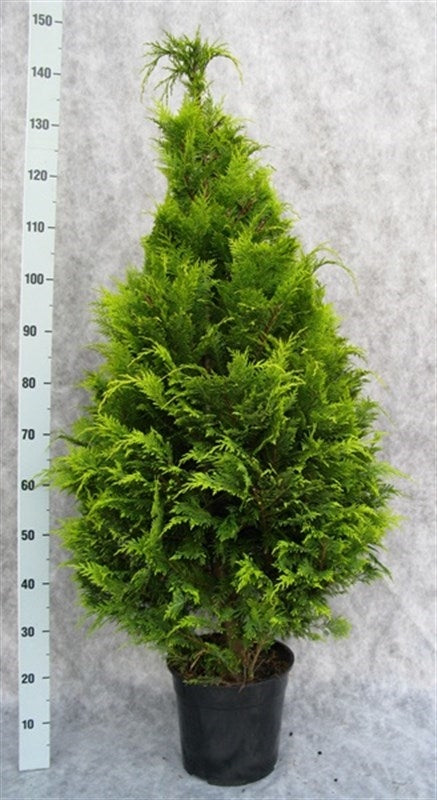 Chamaecyparis Stardust 150cm 27cm Pot