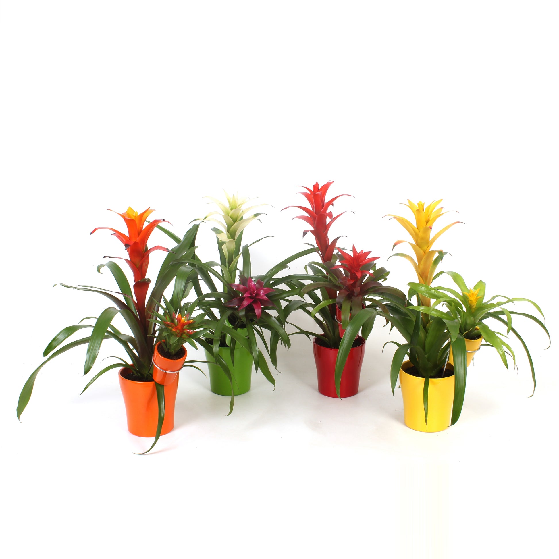 Bromelia mix 45cm 13cm Pot