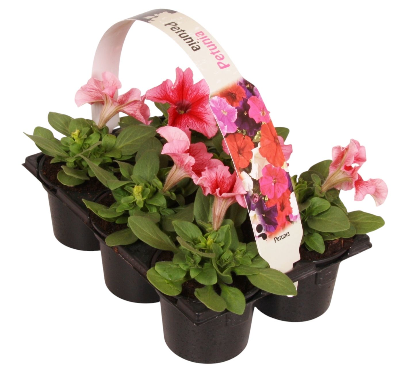 Petunia pink vein 15cm 9cm Pot
