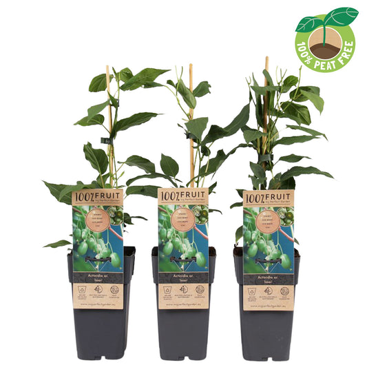 Actinidia arg. Kiwiberry (BIO) 50cm 15cm Pot