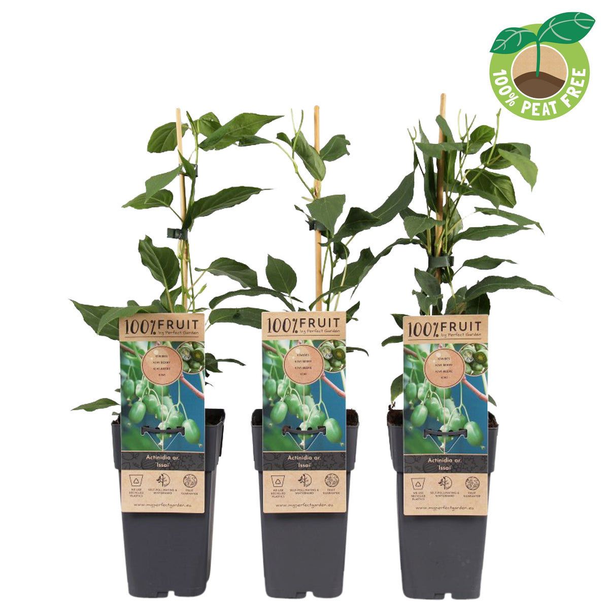 Actinidia arg. Kiwiberry (BIO) 50cm 15cm Pot