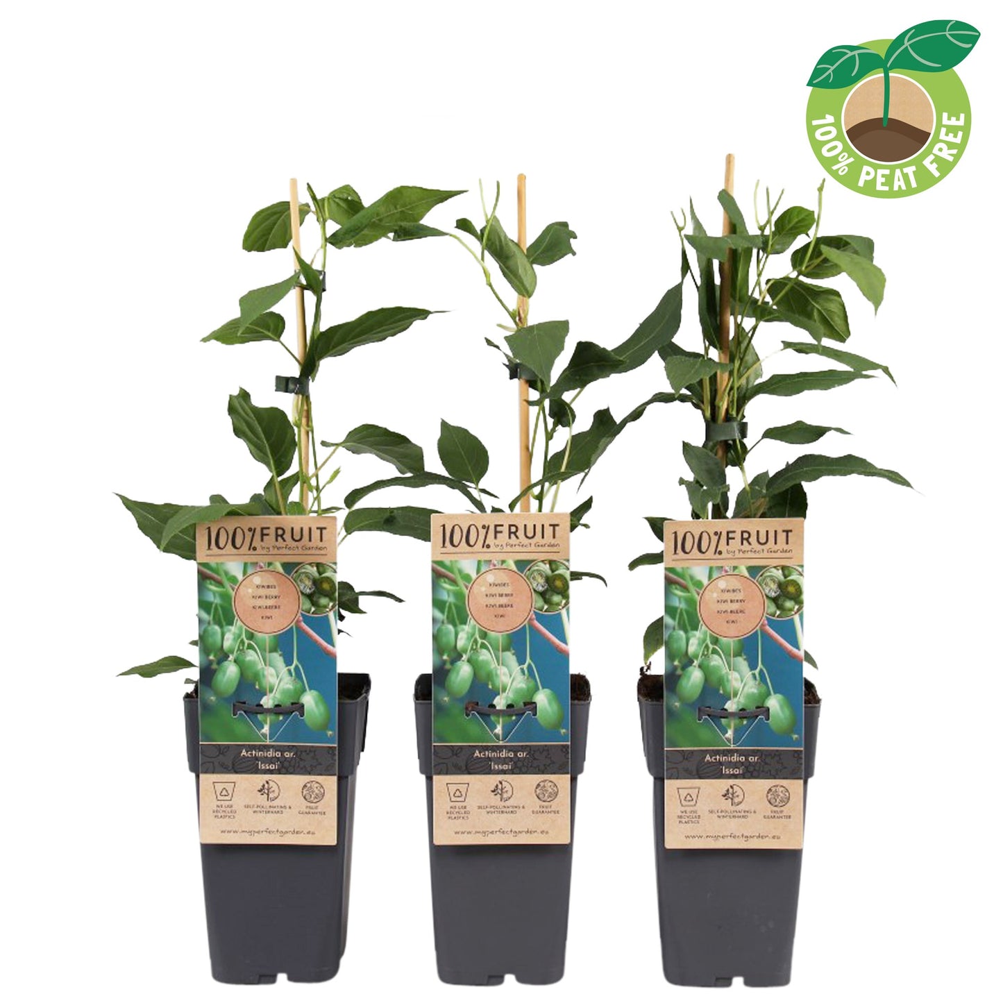 Actinidia arg. Kiwiberry (BIO) 50cm 15cm Pot