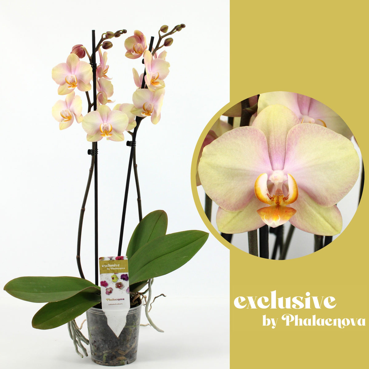Phalaenopsis yellow 60cm 12cm Pot