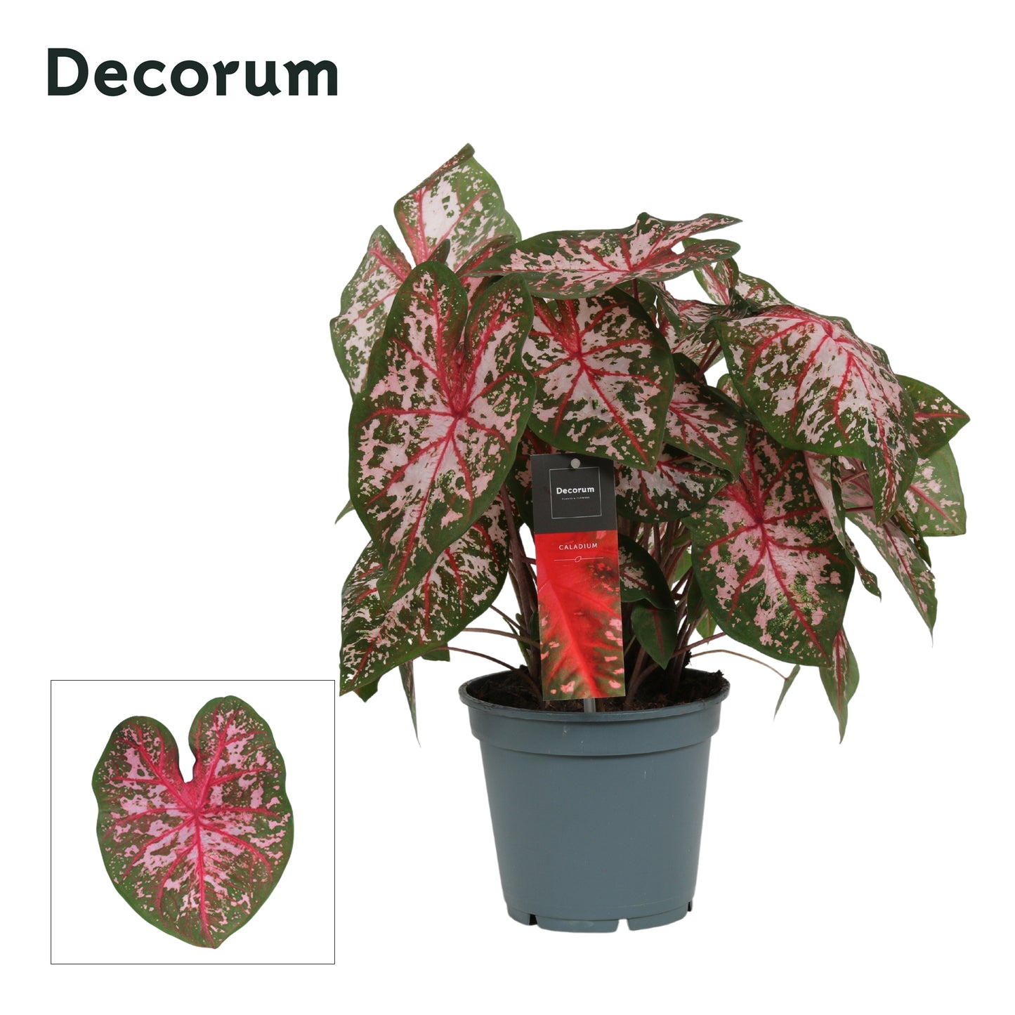 Vreugdenhil Bulbs & Plants Caladium pink Pack of 6