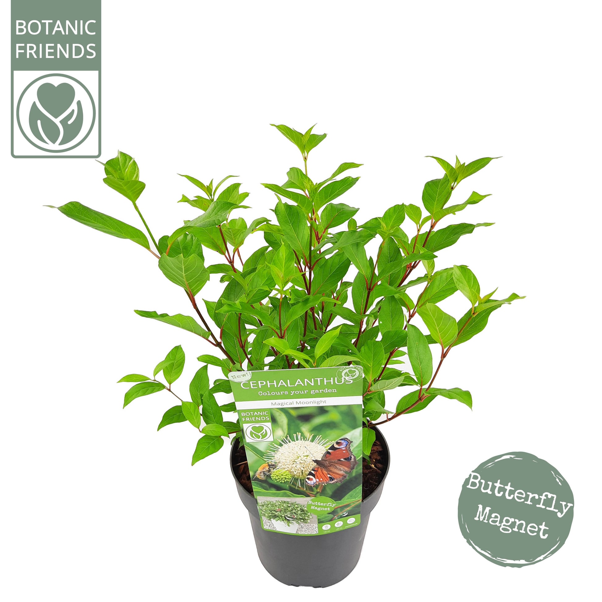 Cephalanthus Magical Moonlight 45cm 19cm Pot