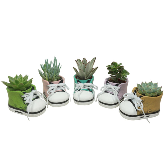 Succulent mix 10cm 5.5cm Pot