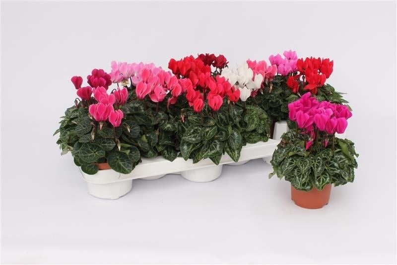 Grootscholten BV. Gebr. Cyclamen mini mix Pack of 12