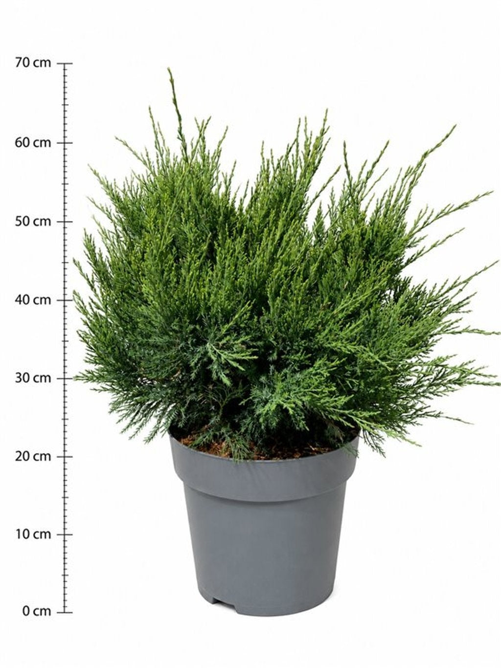 Juniperus Mint Julep 70cm 32cm Pot