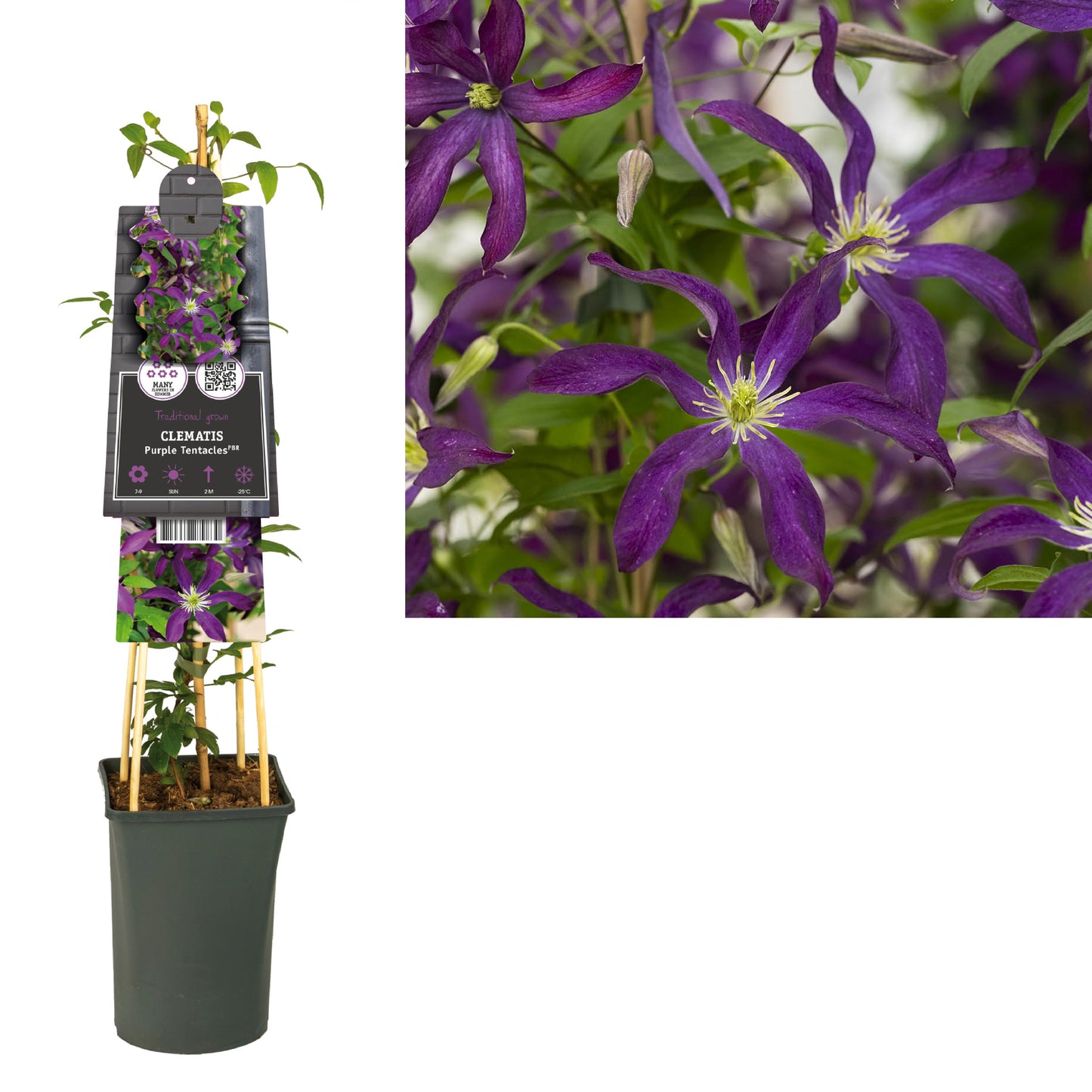 Clematis Purple Tentacles 75cm 17cm Pot