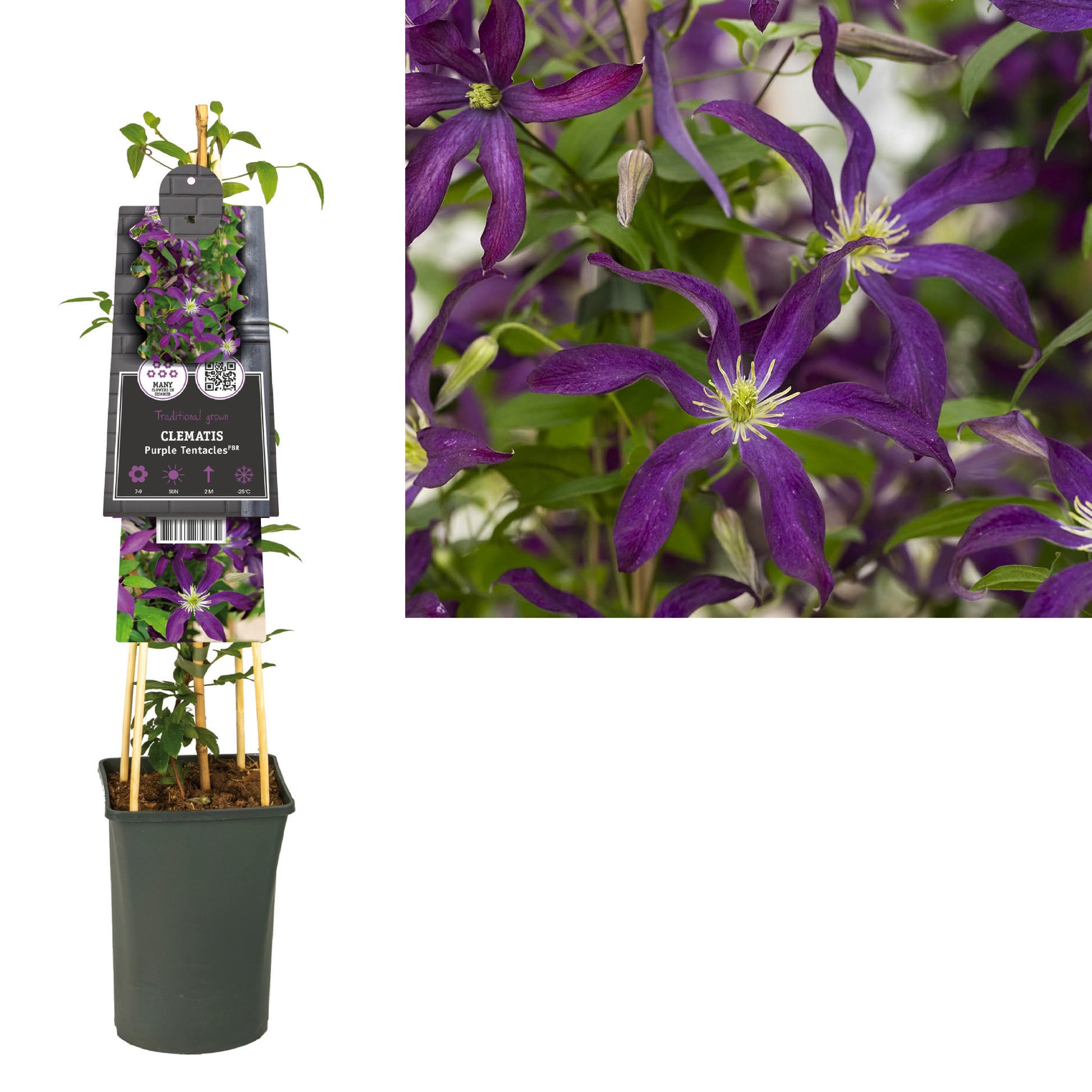 Clematis Purple Tentacles 75cm 17cm Pot