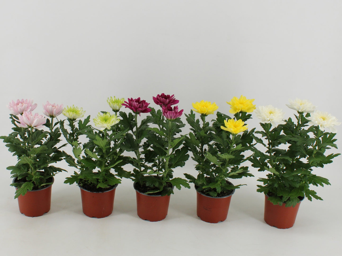 Chrysanthemum Zembla mix 30cm 12cm Pot