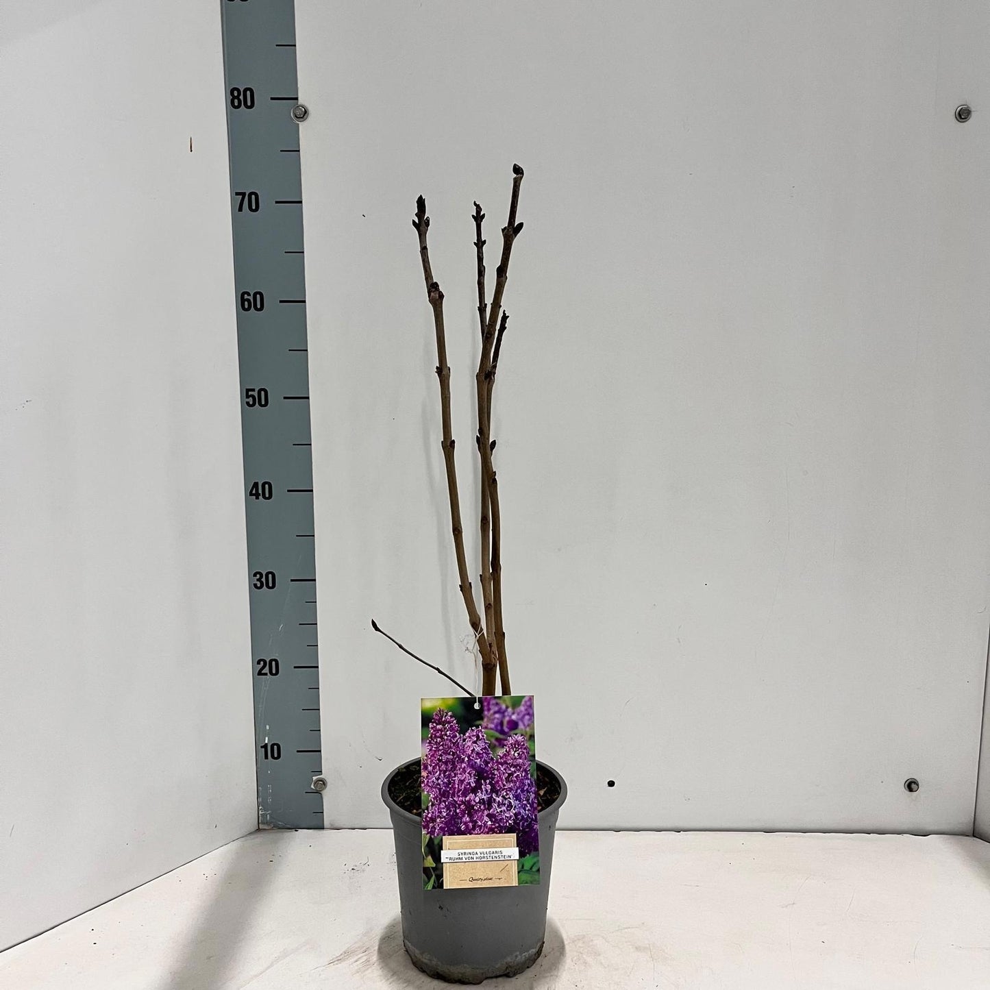 Syringa vulgaris Ruhm von Horstenstein 45cm 17cm Pot