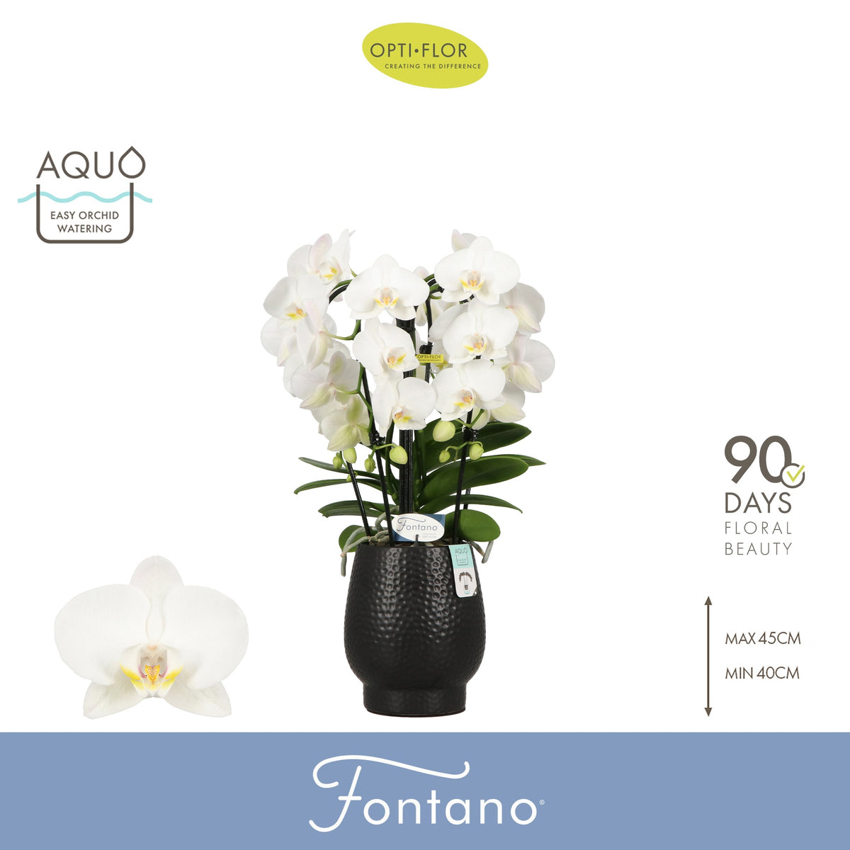 Phalaenopsis white 50cm 12cm Pot