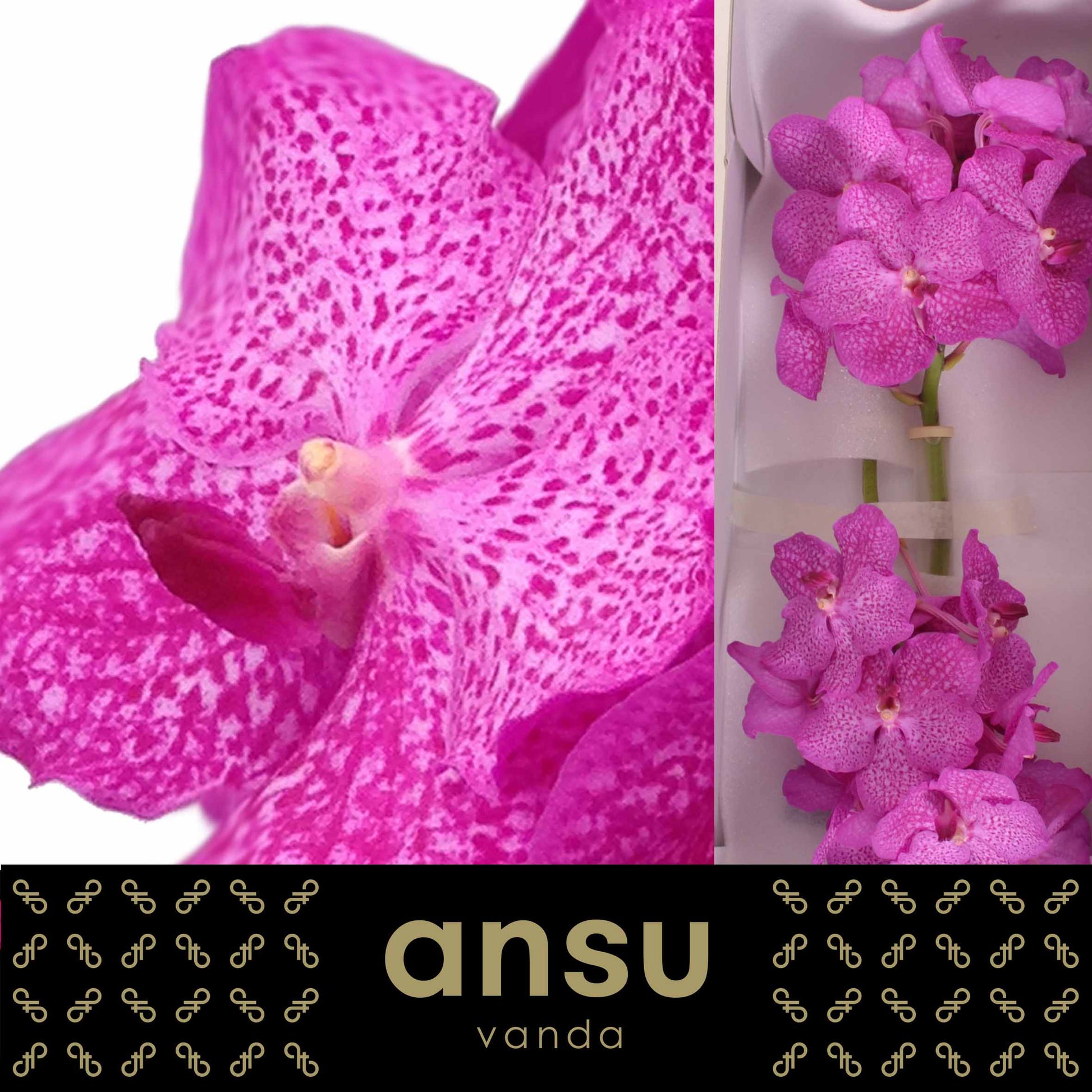 Ansu Vanda Nitaya Rosy Pack of 16