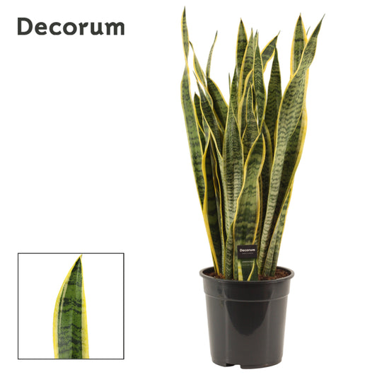 Sansevieria Laurentii 85cm 24cm Pot