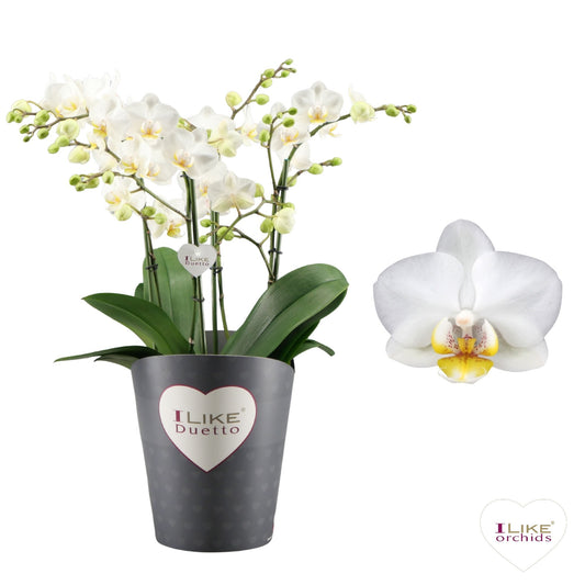 Phalaenopsis white 50cm 17cm Pot