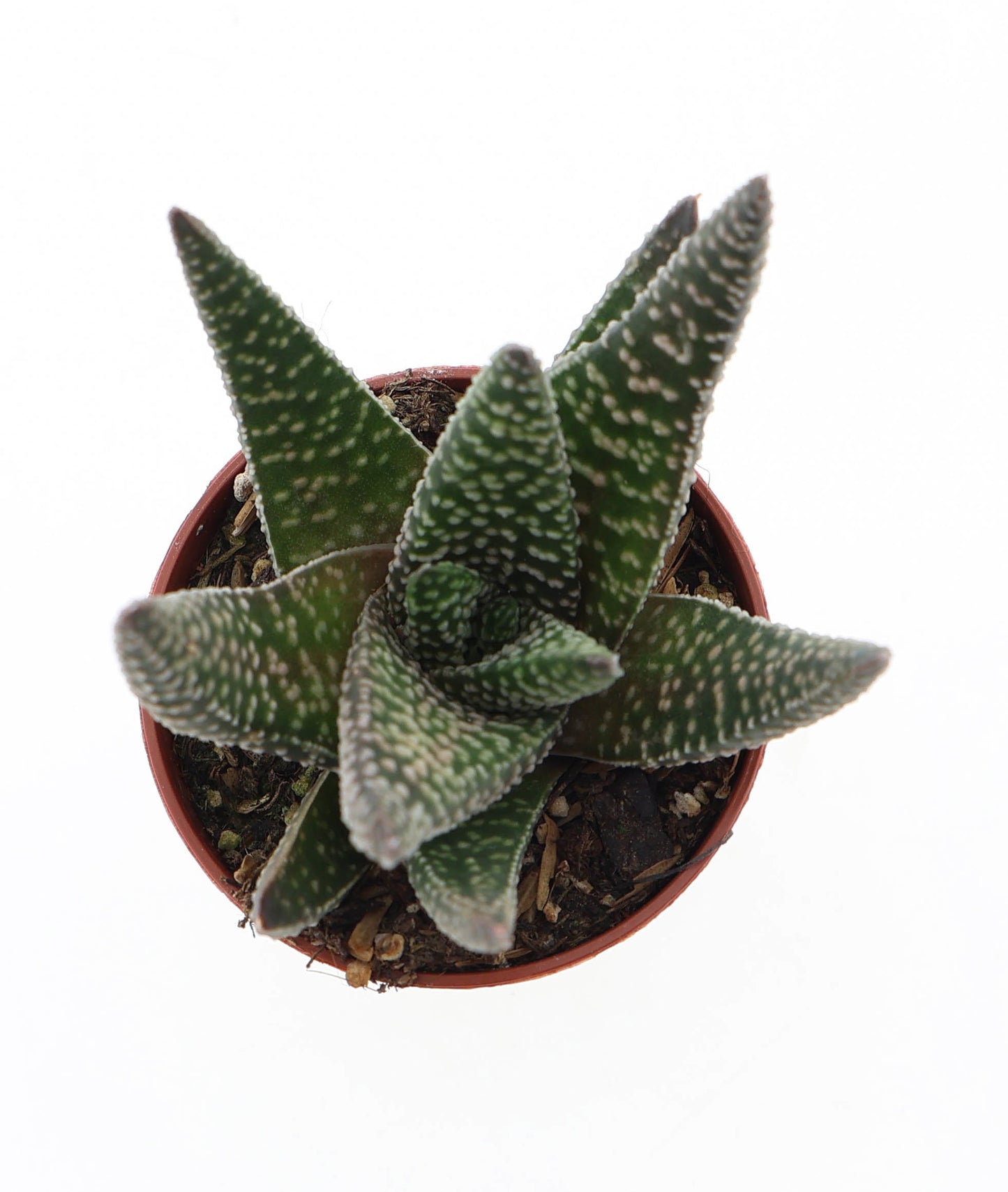 Euro Cactus Holland Bv Gasterhaworthia Royal Highness Pack of 20