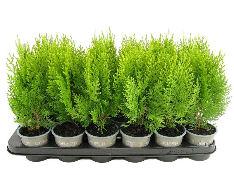 Platycladus Aurea Nana 15cm 9cm Pot
