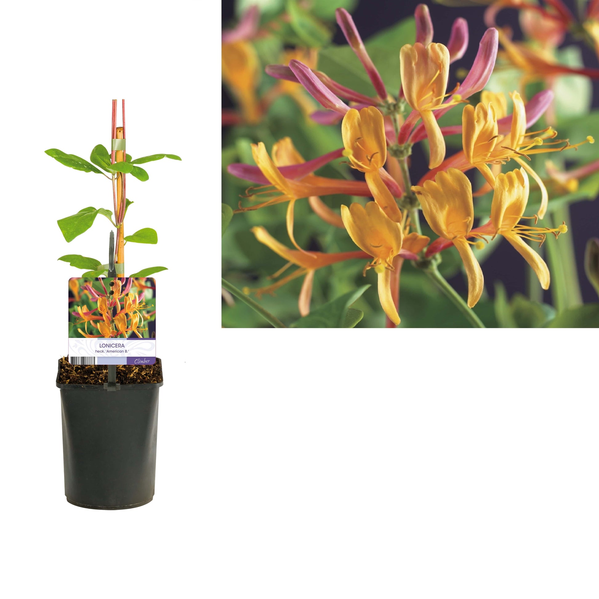 Lonicera American Beauty 40cm 11cm Pot