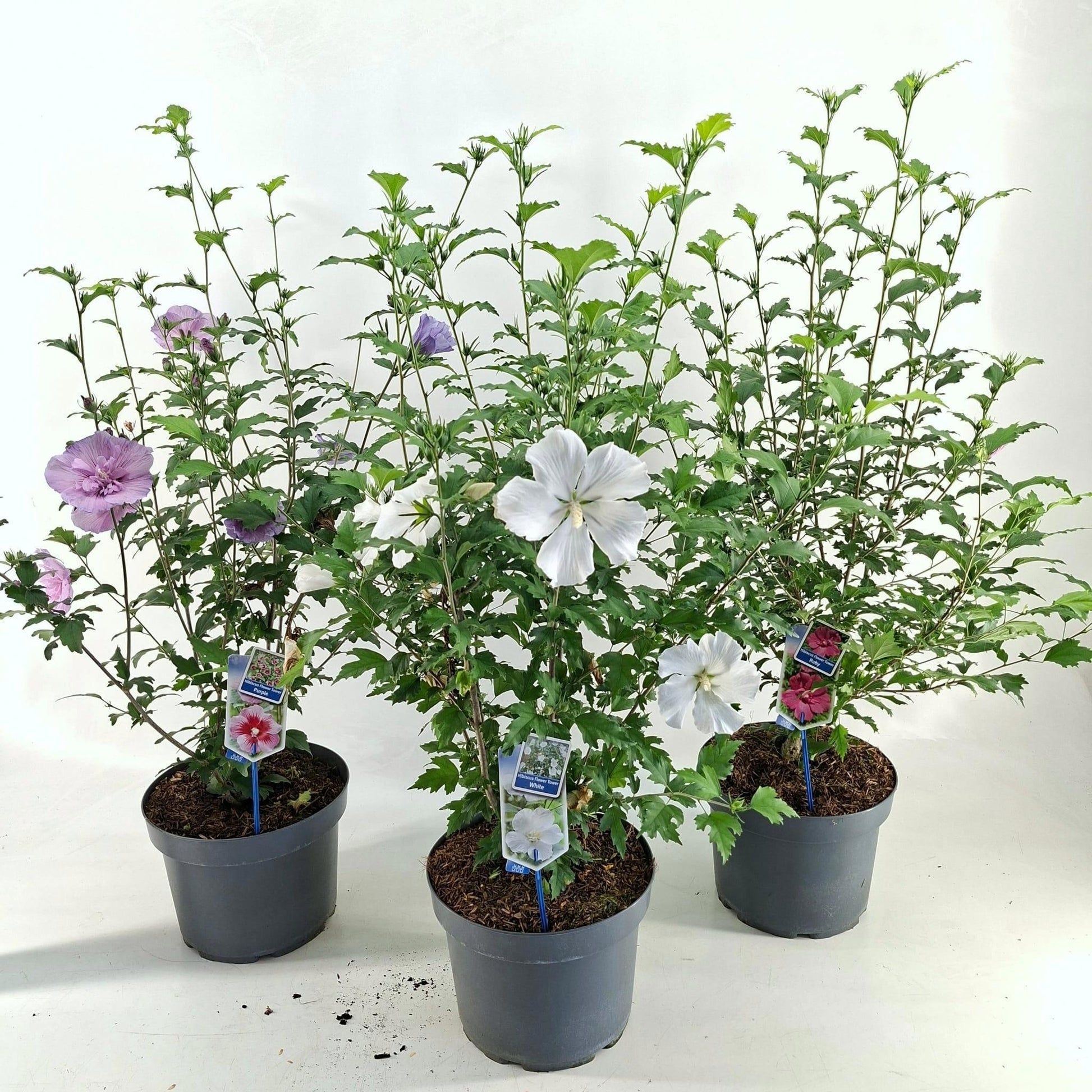 Hibiscus syriacus mix 100cm 29cm Pot